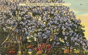 The 150 year-old jacaranda tree in Avon Park was replaced by the Jacaranda Hotel in 1926.